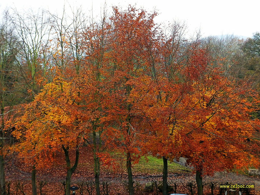 arbres en autome, feuilles rousses et jaunes