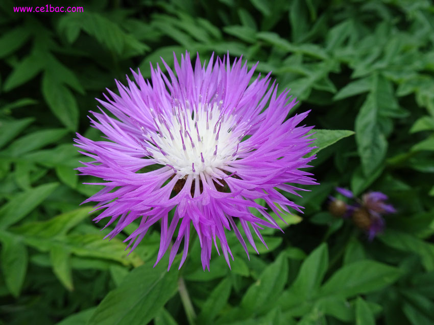 pour les premières fleurs