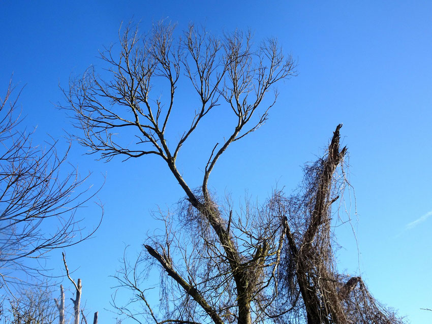 arbre sur ciel d'hiver