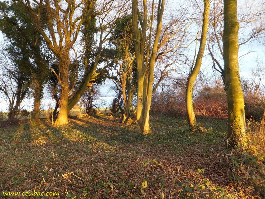coucher de soleil en lisière de bois près de Criel-sur-Mer