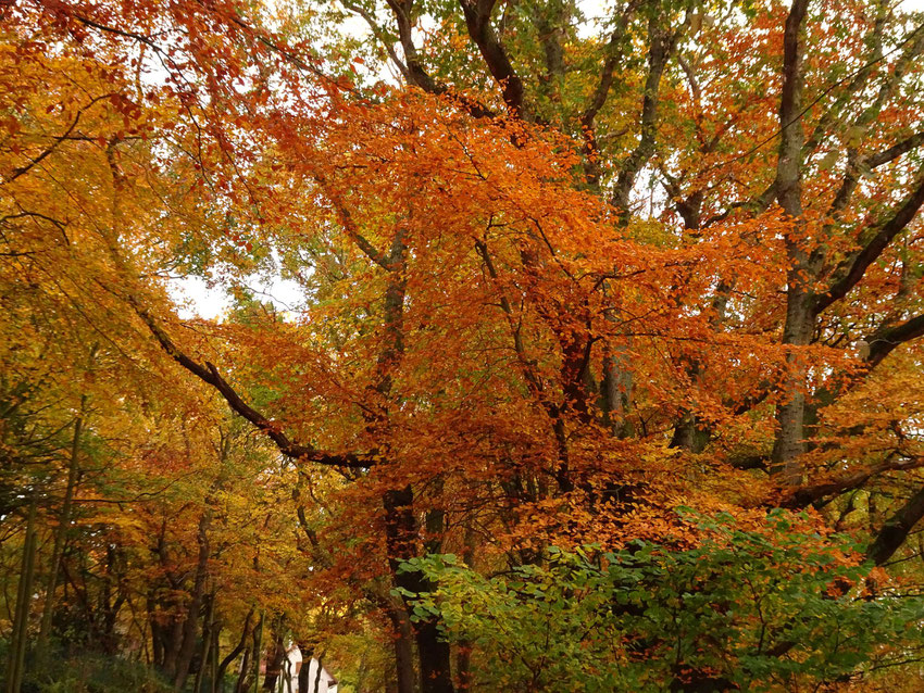 couleurs de la forêt en automne