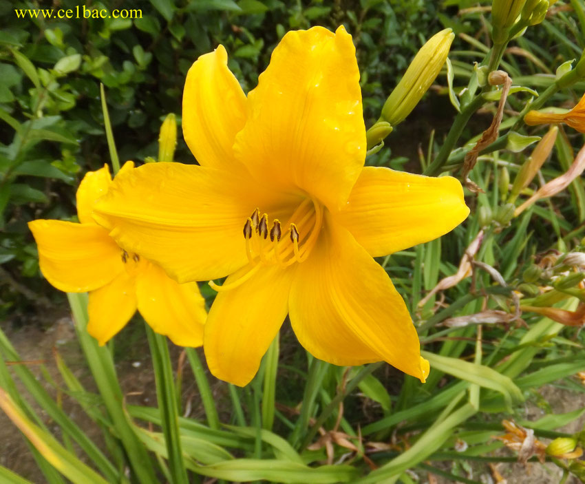 Voici le printemps ! mars, avril au doux sourire,  Mai fleuri