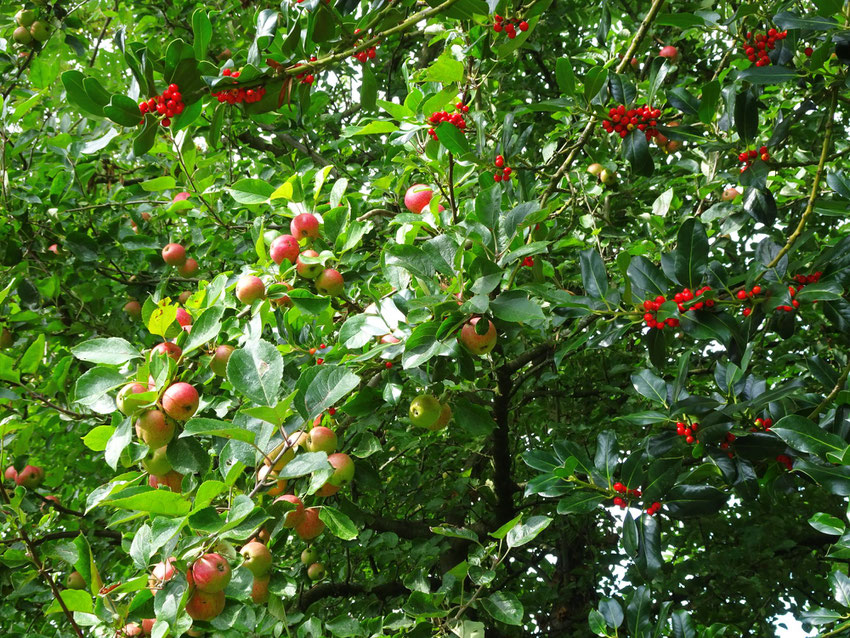Pommes et baies rouges