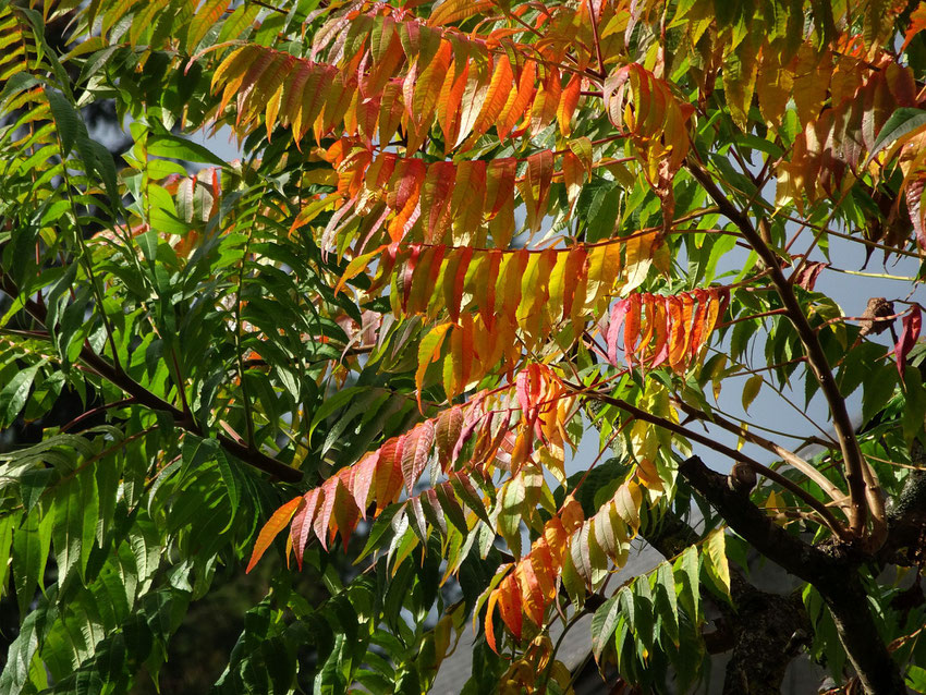 couleurs d'automne