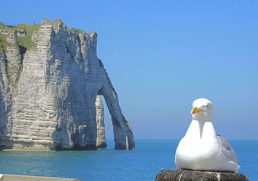 goéland devant l'aiguille d'Etretat