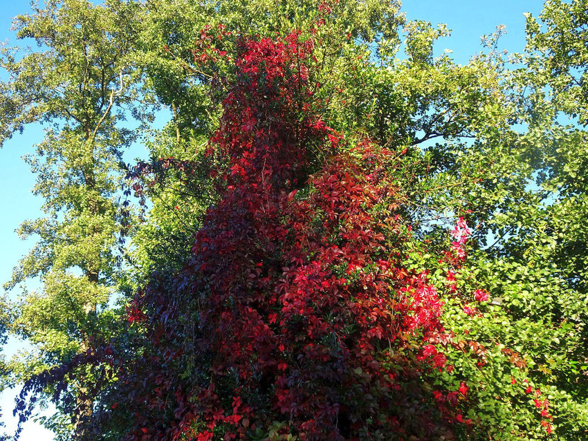 feuilles rouges en automne