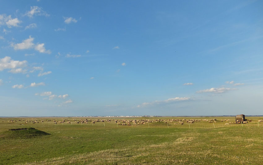 Les moutons en Baie de Somme
