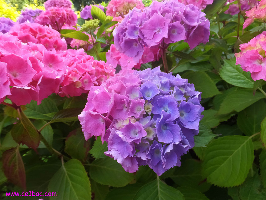 hortensia rose et mauve