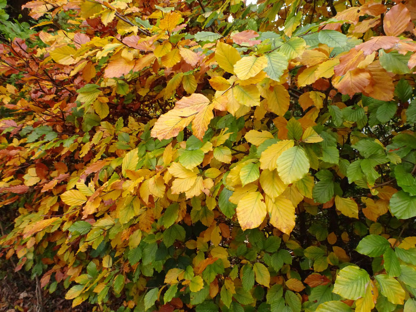 feuilles en novembre