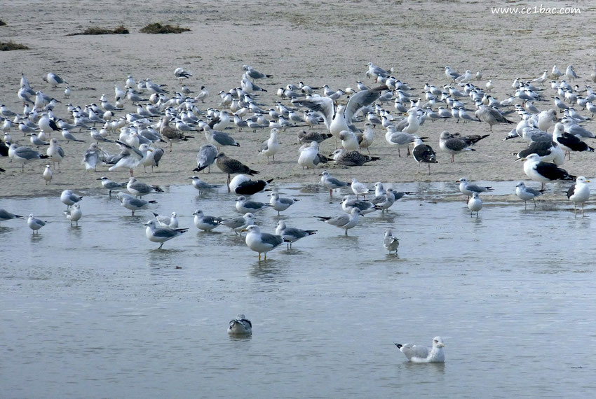 Les mouettes en Baie de Somme