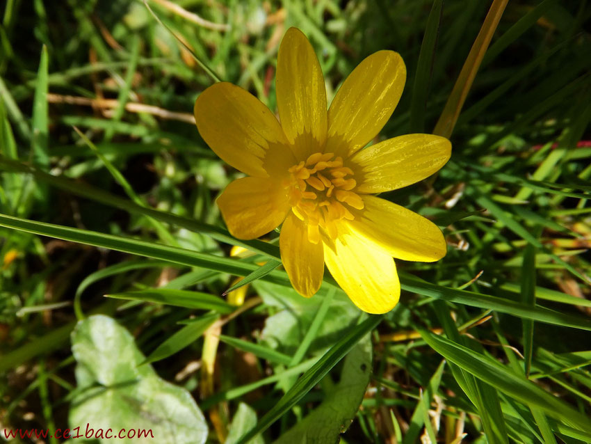 fleur d'un jaune d'or à Bracquemont