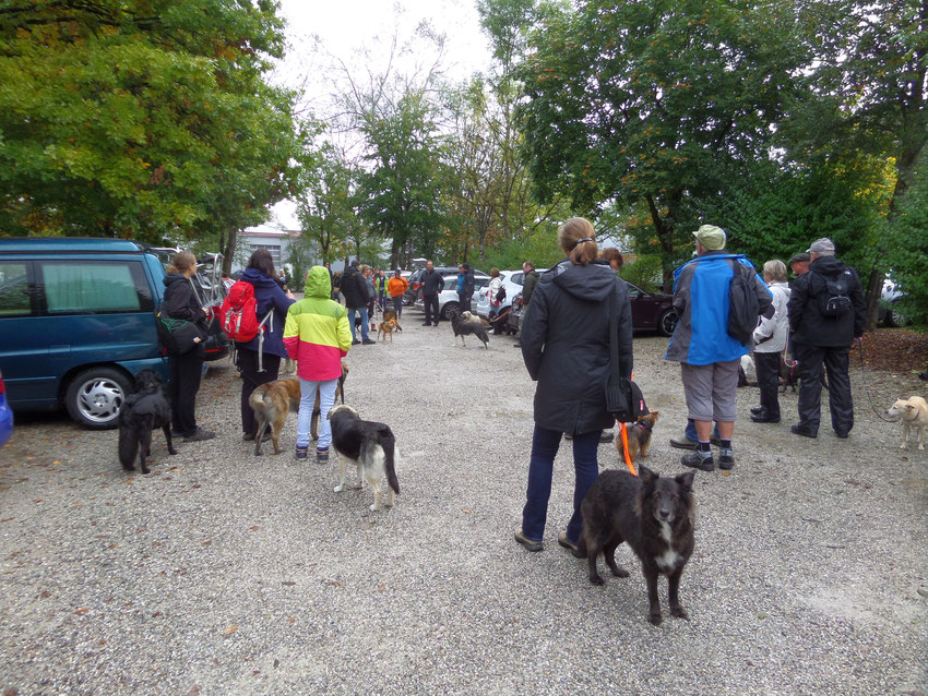 Hunde warten auf Start der Wanderung auf Parkplatz Hartsee-Stüberl