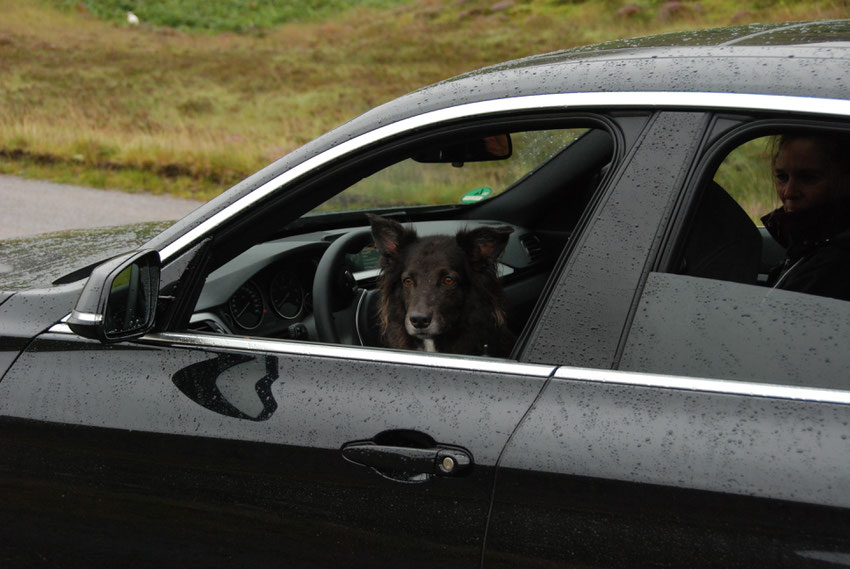 Hund geht auf Reisen im Auto in Schottland