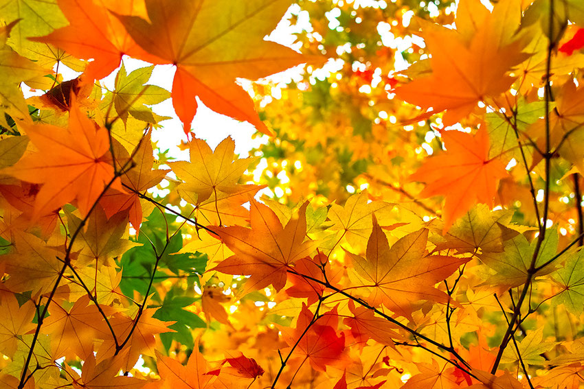 ２０１９年秋の紅葉・紅葉狩り特集｜愛知・岐阜・三重