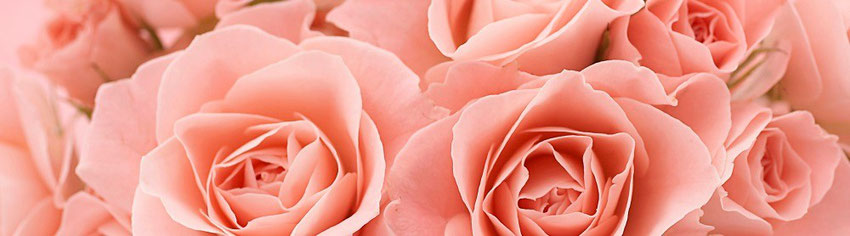 image roses rose en gros plan - blog marie fananas