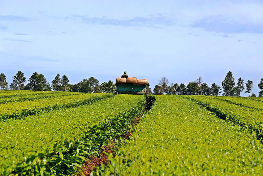 La producción tealera de Misiones está viviendo uno de sus mejores momentos históricos. Foto: Natalia Guerrero