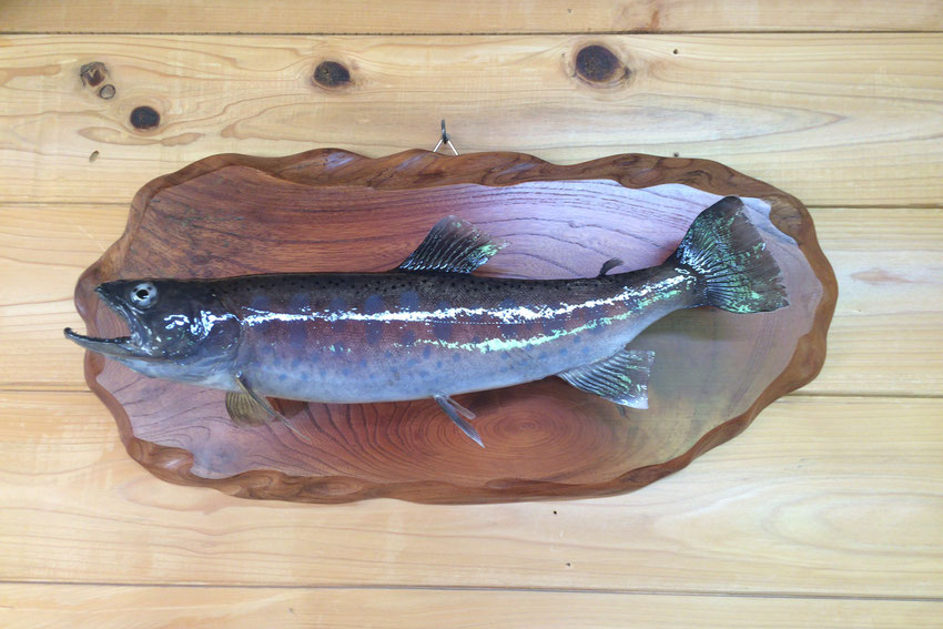 魚剥製山女魚剥製36cm