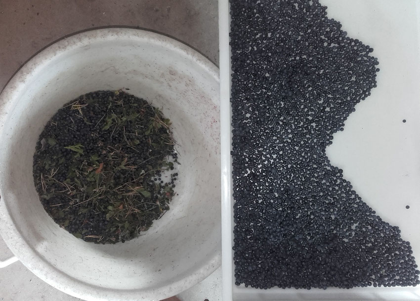 photo représentant à gauche un bac rond de myrtilles venant d'être ramassées avec des impuretés , et à droite les myrtilles triées à la sortie de la table de triage.