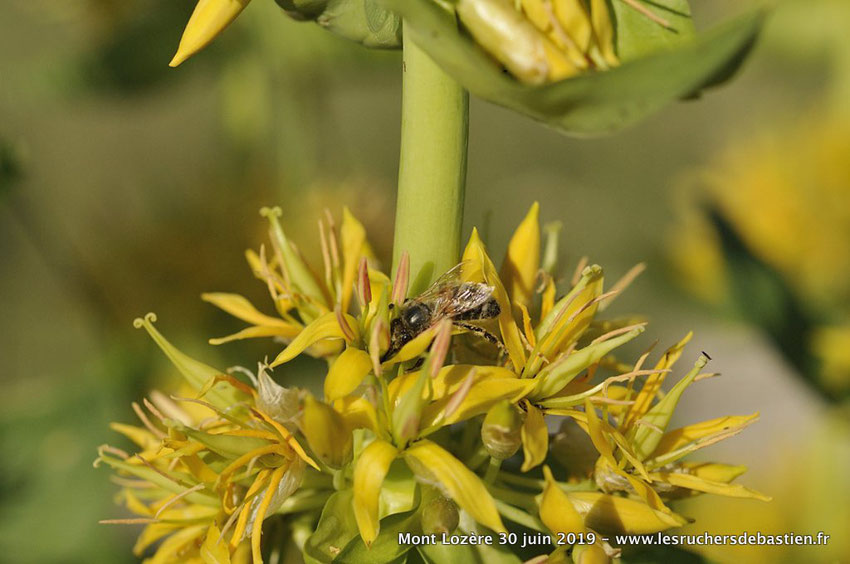 Fleur Gentiana lutea insecte apis mellifera Lozere
