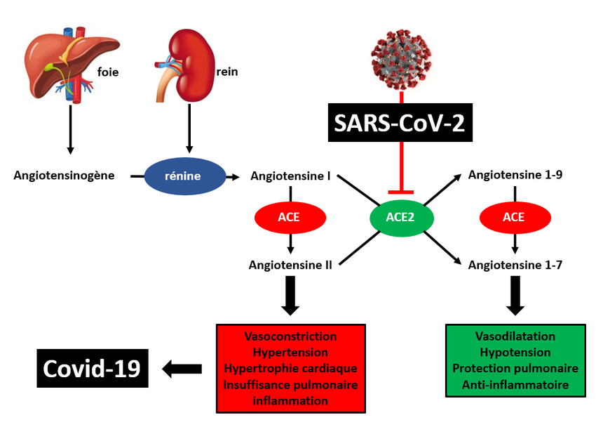Sars cov 2 ответы на тест. SARS-cov-2. Патогенез SARS-cov-2. Клиническая картина SARS-cov-2.