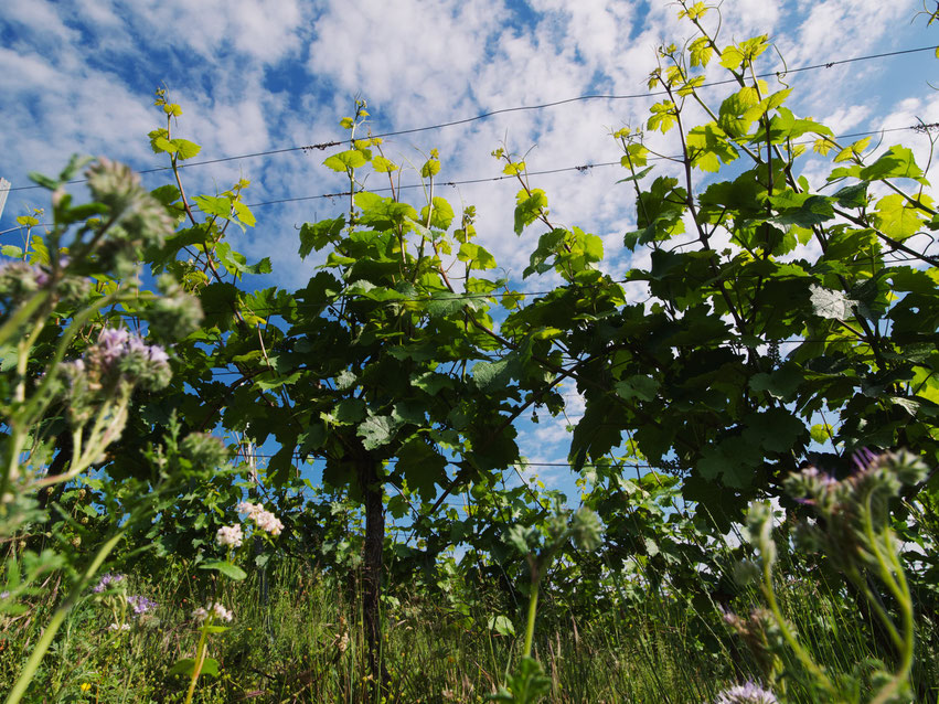 Bio-Riesling Reben 