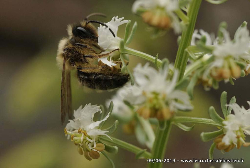 Abeille sauvage butine fleur de Réséda jacquinii Cevennes