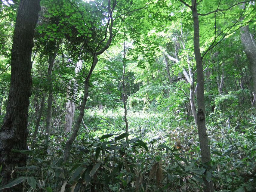 慈恵会登山口近くの道