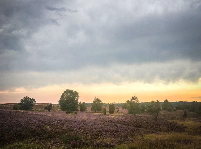 Ausblick vom Wilseder Berg