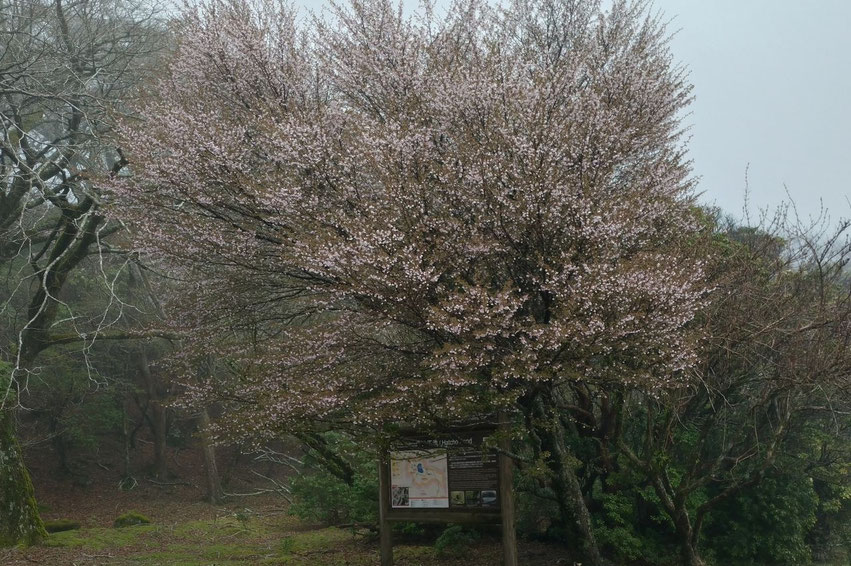 マメザクラ