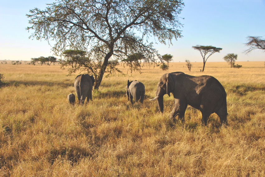 Serengeti Tansania Elefanten