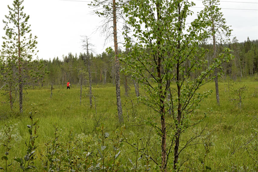 Finnisch Lappland im Sommer Beeren sammeln