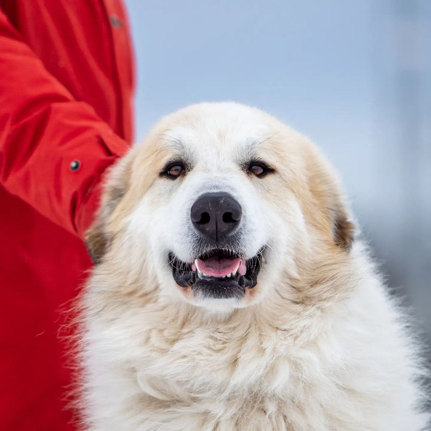 Echo de Chien Izar ehk Pinto Echo de'Chien Pyrenean Mountain Dogs