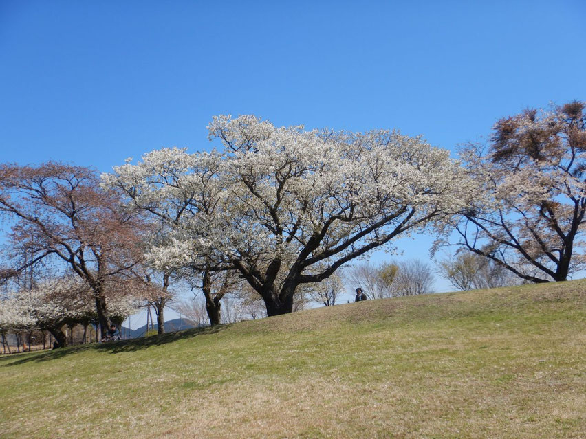 大野山山頂