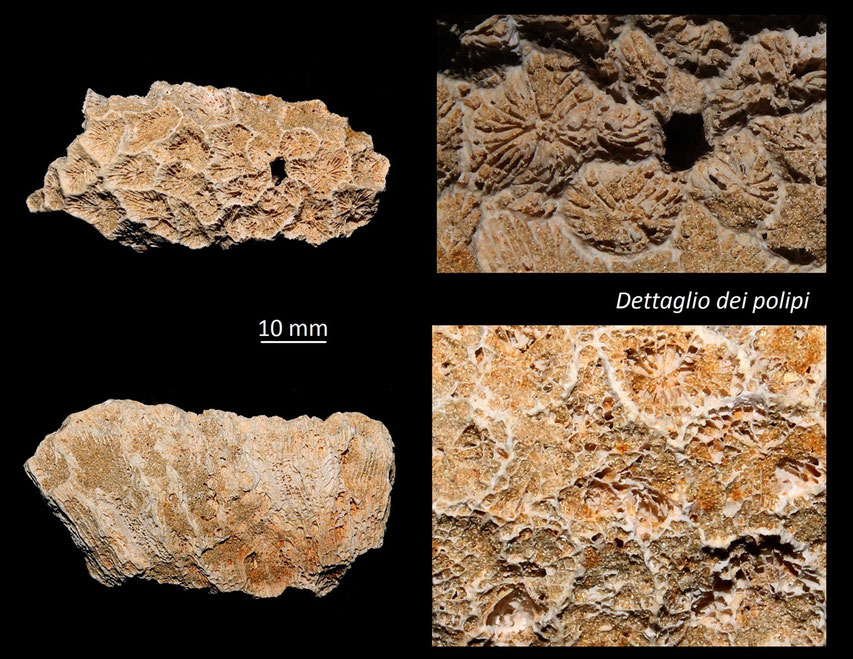 Favites sp., Miocene dell'Aquitania