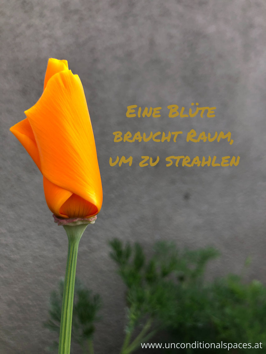 Eine orange Blüte ist noch leicht geschlossen. Sie braucht Raum zum Strahlen.