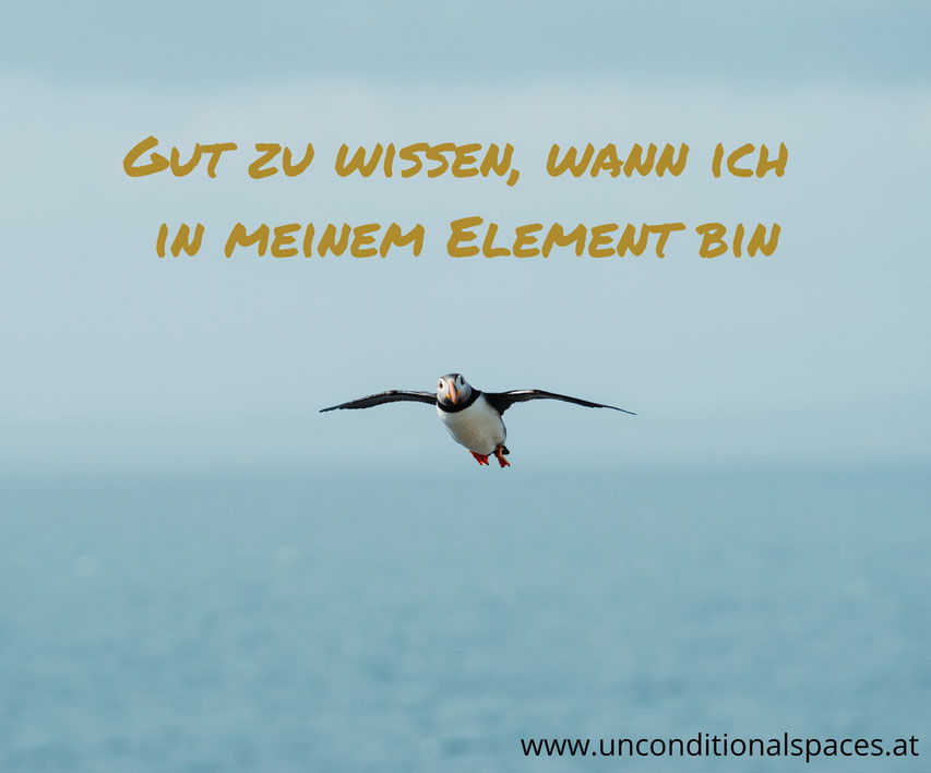 Ein Eisvogel fliegt über das Meer und sagt, gut zu wissen, wann ich in meinem Element bin