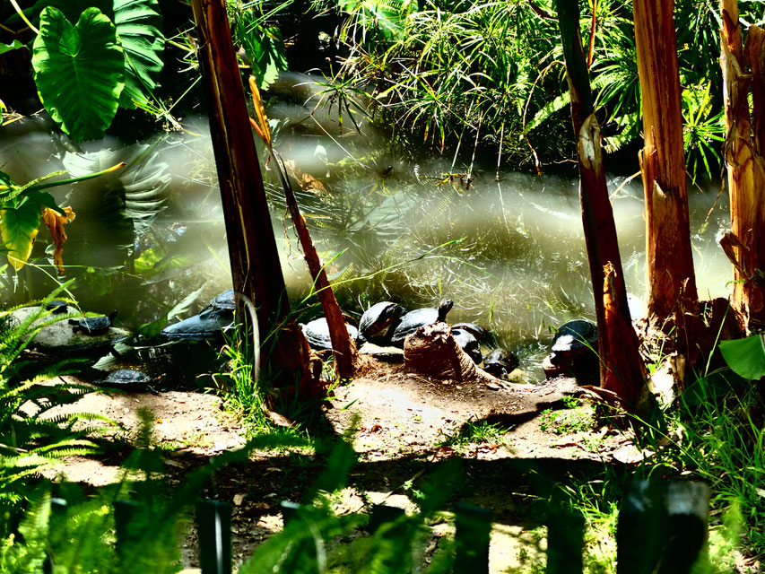 Schildkröten gibt es hier einige - kann man aushalten hier.