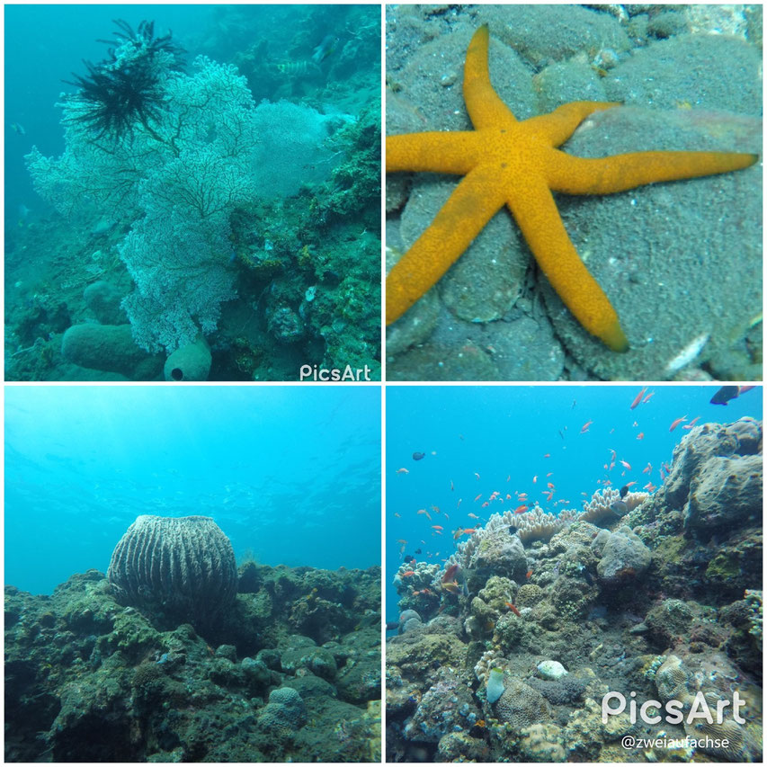Bali 2017 erster Tauchgang Hausriff Fische Unterwassrwelt Stille Hart- und Weichkorallen Seestern Seesterne Tischkorallen