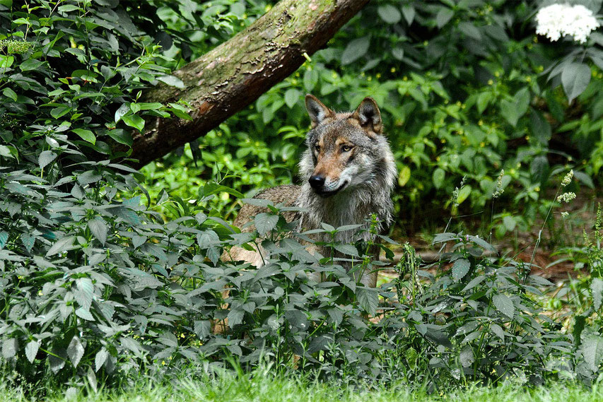 Wildpark Schorfheide