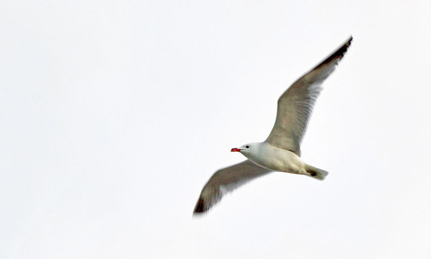 "Am weitestens sieht, wer am höchsten fliegt..." (Richard Bach: Die Möwe Jonathan)