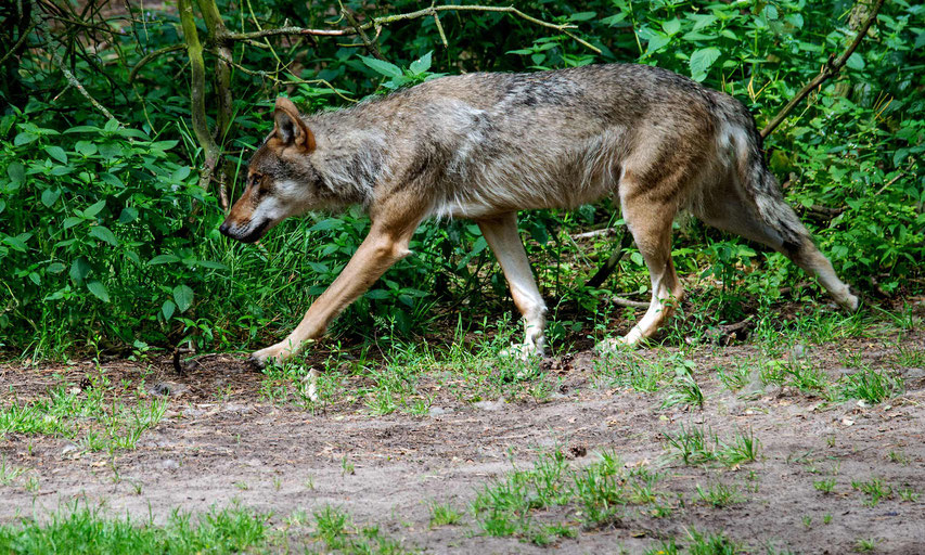 Wildpark Schorfheide