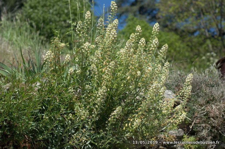 Resada Jacquinii, Cévennes