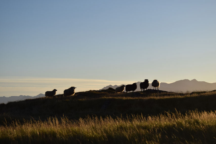 sheep at sunset, East Fjords, Iceland