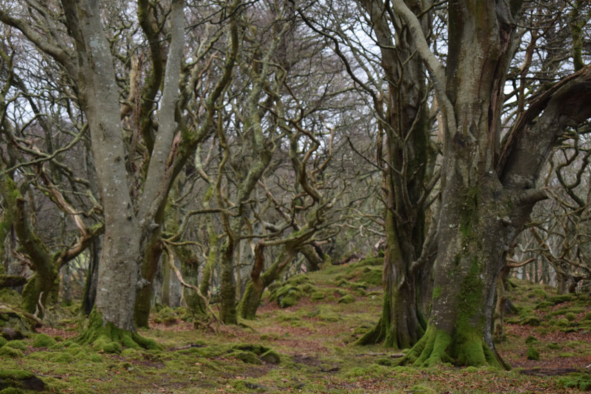 ancient woodland, Islay, Scotland