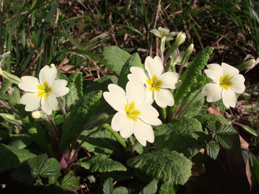 primroses, flowers in Spring