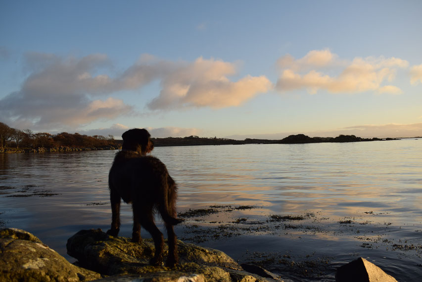 dog, sea and sunset