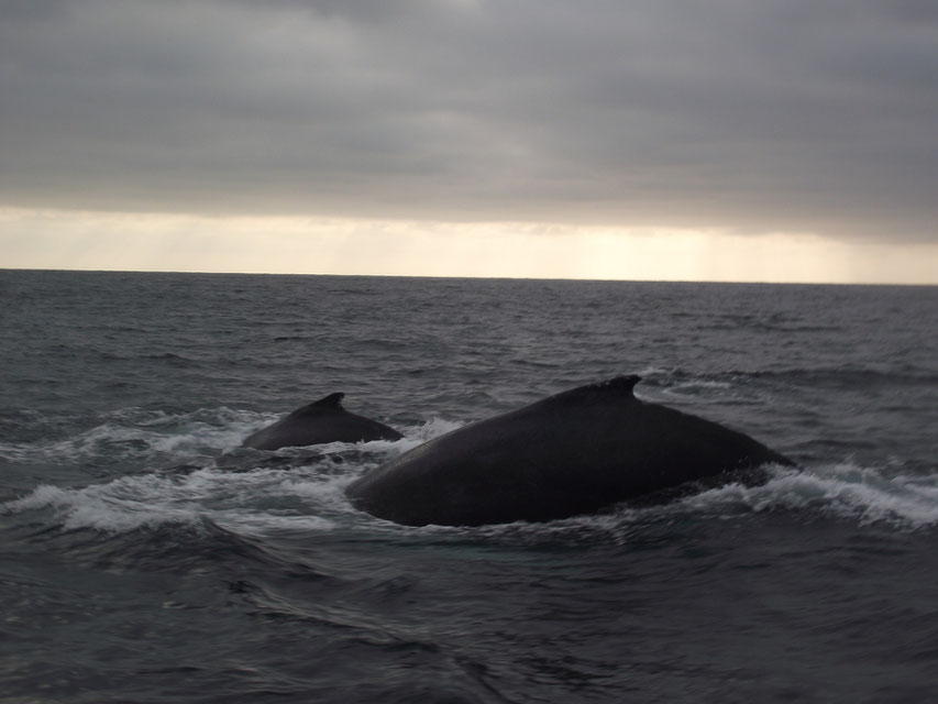 whale watching Puerto Lopez