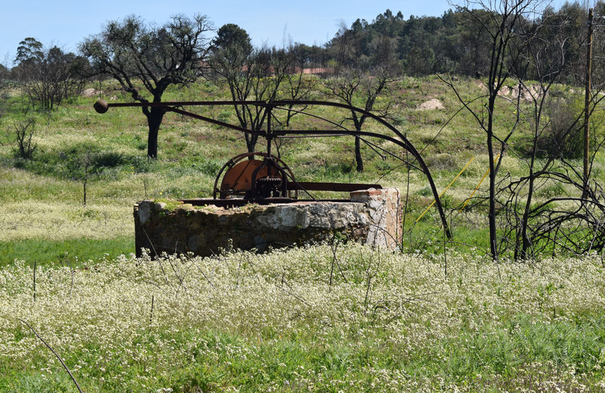 well and wild flowers between Gavião and Belver