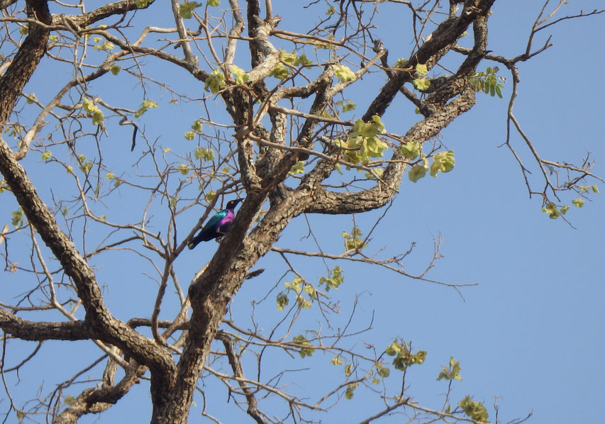 Purple glossy starling - Tumani Tenda - Gambia