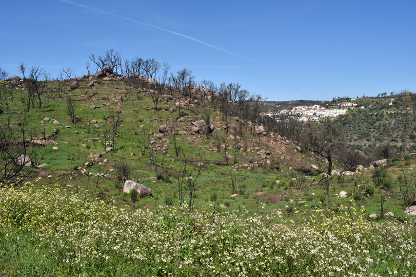 wild flowers Belver, Portugal